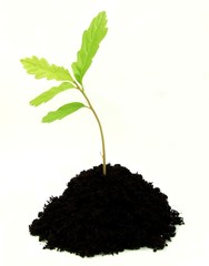 Young oak plant in soil