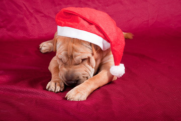 sharpei dog wearing santa hat