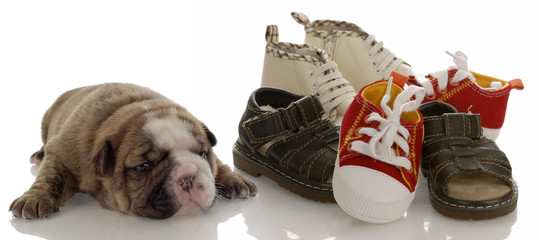 puppy growth - bulldog puppy laying beside infant shoes