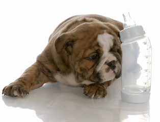 bottle feeding young puppy - bulldog puppy with bottle