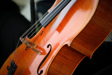 Fototapeta premium Cello