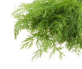 Bunch of ripe green dill isolated on white
