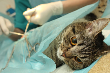 veterinary