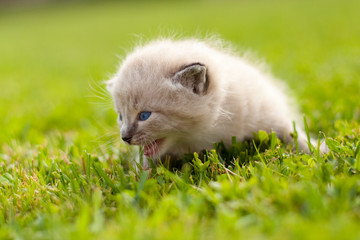 Naklejka na ściany i meble White kitten on a green lawn