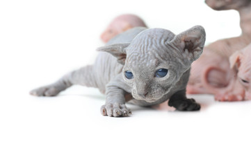 cute bald baby cat close up