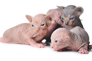 cute bald baby cats close up