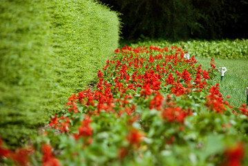 Red flowers (Red flowers flowerbed with defocus)