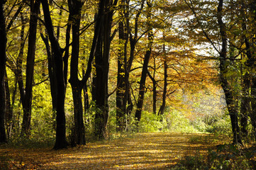 Autumn Forest Path