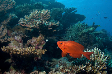 Soldierfish