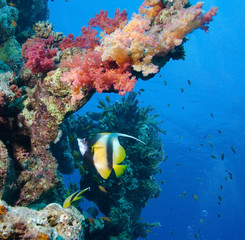 Masked Butterfly Fish
