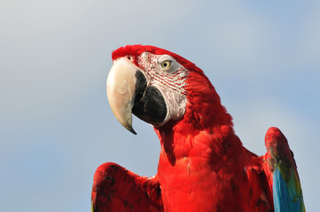 アカコンゴウインコ