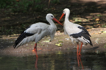 Weißstorch im Wasser