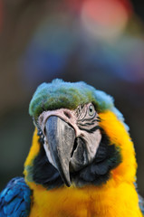 ルリコンゴウインコ