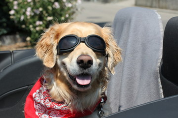 Golden Retriever im Cabriolet