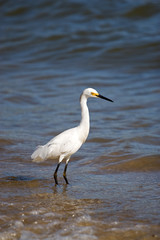 Snowy Egret