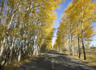 Obraz premium road in the autumn