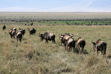 Naklejka na ściany i meble Wildebeest - Ngorongoro Crater, Tanzania, Africa