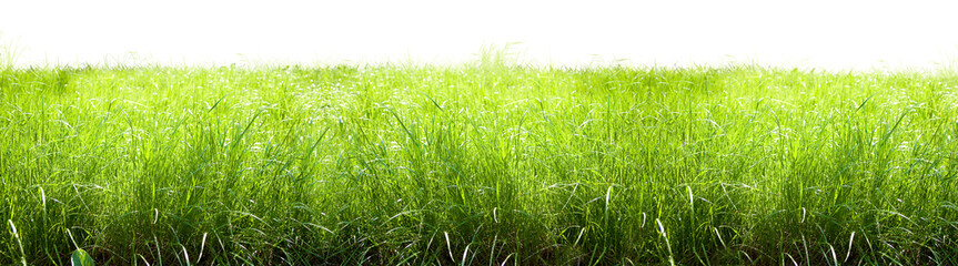 Grass isolated