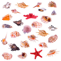 Big collage of different shells