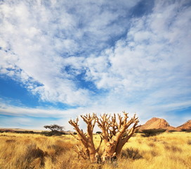 Africa