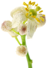 floraison, nouaison agrume fond blanc