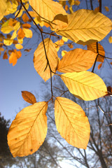 Herbstlaub