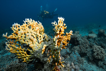Fototapeta na wymiar corail et plongeur
