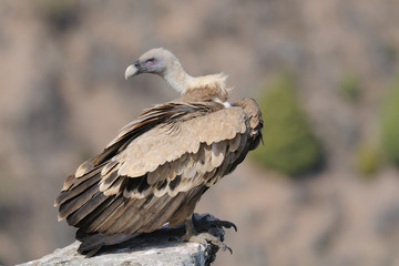 Gänsegeier