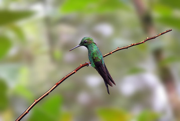colibrì