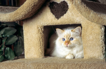 sacré de birmanie caché dans la maison de son arbre à chat