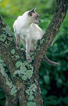 chat siamois en équilibre sur les branches d'un arbuste