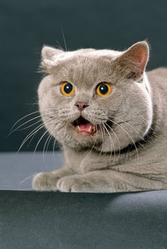 british shorthair en studio bouche ouverte effray&eacute;