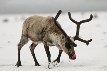 Rudolph the Red-Nosed Reeindeer - obrazy, fototapety, plakaty