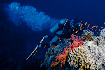 des plongeurs regardent le corail