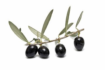Rama de olivo con aceitunas negras.