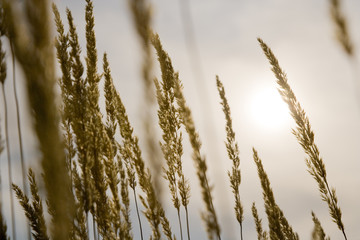 Fototapeta premium Wheat Growing in the Sunshine