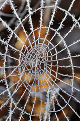 Spinnennetz mit Raureif