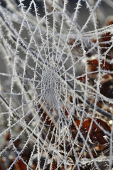 Spinnennetz mit Raureif