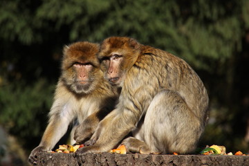 Fressende Berberaffen