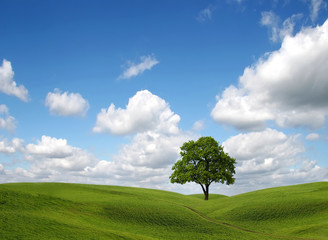 Green field and lonely tree under blue sky