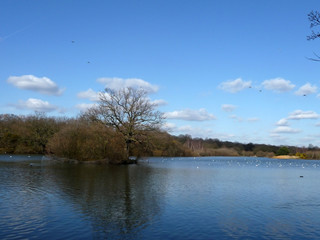 Hainault Forest Water