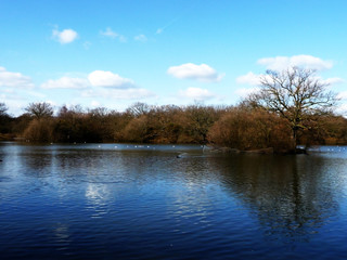 Obraz premium Hainault Forest Water