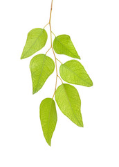 branch isolated on white background