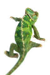 chameleon camouflage isolated with clipping path