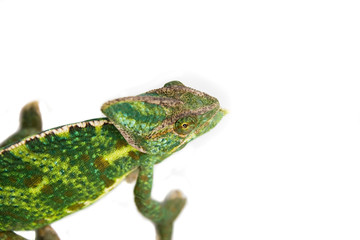 chameleon camouflage isolated with clipping path