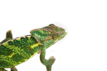 Papier Peint photo Caméléon chameleon camouflage isolated with clipping path
