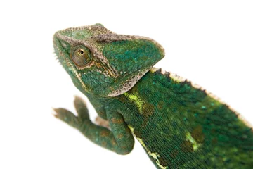 Papier Peint photo Lavable Caméléon chameleon camouflage isolated with clipping path