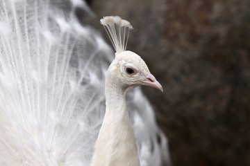 Weisser Pfau