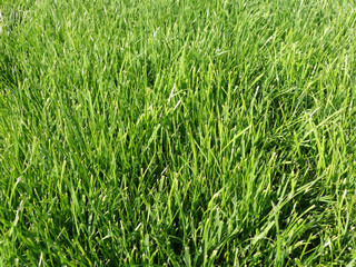 Green Grass