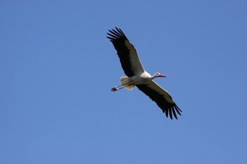 Fliegender Weißstorch